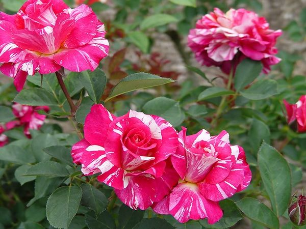 Cách trồng hoa hồng Henri Matisse ra nhiều chùm bông trắng hồng tươi sắc