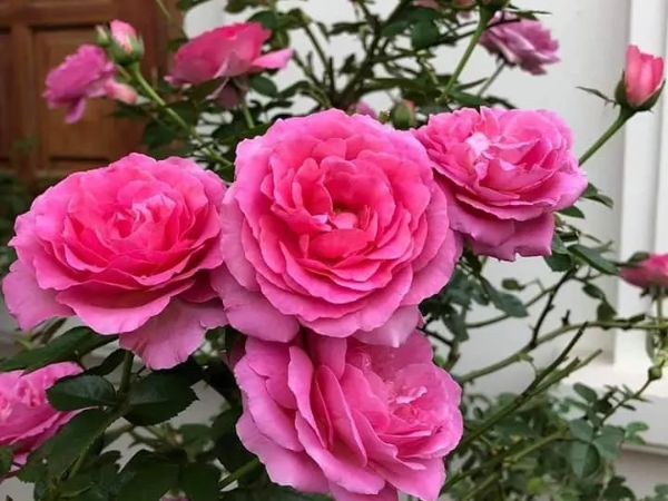 Cách trồng hoa hồng Bernadette Lafont cho bông tuyệt phẩm nhìn là mê