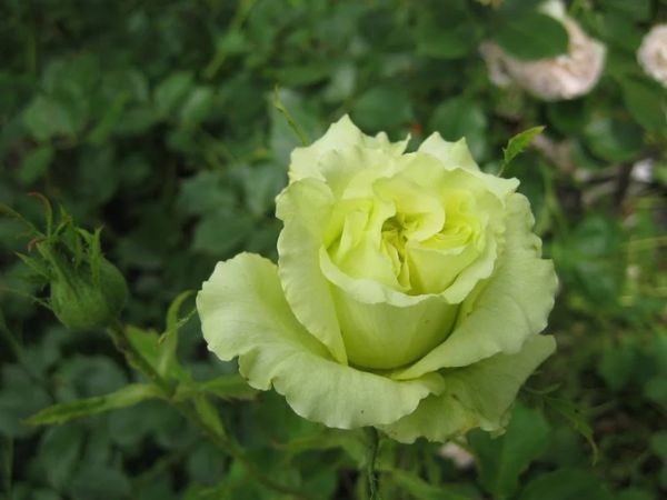 Cách trồng hoa hồng Green Romantica cho sắc xanh mát mắt quanh năm