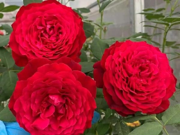 Cách trồng hoa hồng Janice Kellogg ra bông đỏ siêu đẹp