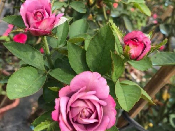 Cách trồng hoa hồng Purple Ice Cream đậm hương sắc mãn nhãn người thưởng ngoạn