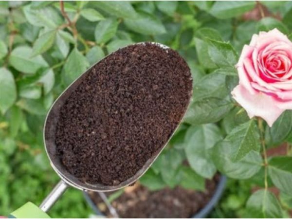 Cách trồng hoa hồng Queen Of Sweden bụi khỏe, bông to và đậm sắc