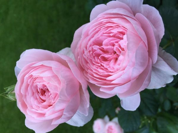 Cách trồng hoa hồng Queen Of Sweden bụi khỏe, bông to và đậm sắc