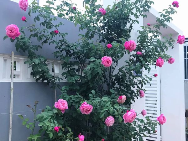 Cách trồng hoa hồng Soeur Emmanuelle sắc hồng thơm ngát cho tâm hồn lãng mạn