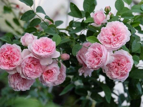 Cách trồng hoa hồng Spirit of Freedom cho bông đẹp mê mẩn