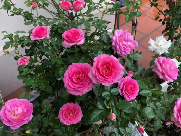 Cách trồng hoa hồng Bernadette Lafont cho bông tuyệt phẩm nhìn là mê