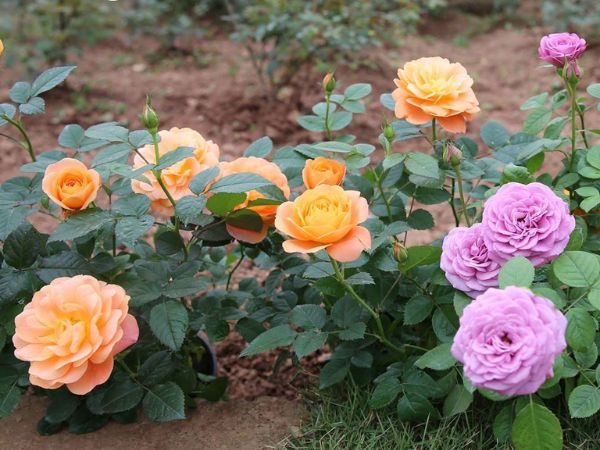 Cách trồng hoa hồng bụi tại nhà cực dễ cho người mới bắt đầu
