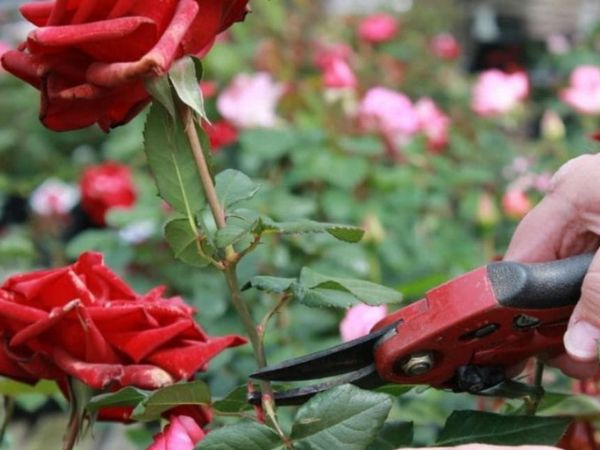 Cách trồng hoa hồng bụi tại nhà cực dễ cho người mới bắt đầu