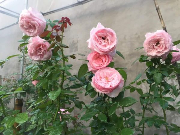 Cách trồng hoa hồng Carey cành dài, chuẩn form xoáy mê đắm