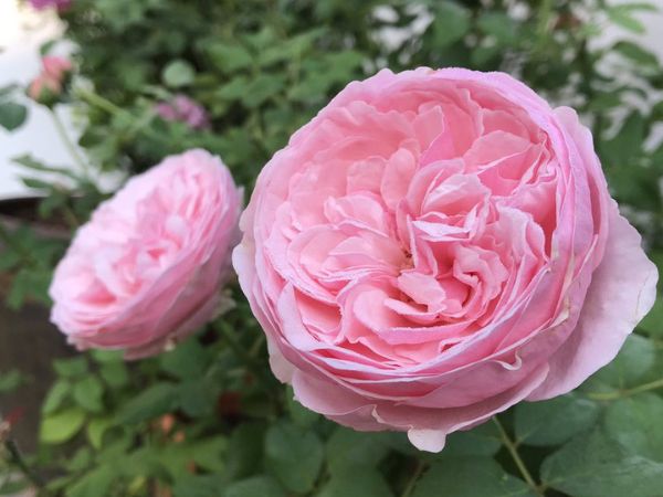 Cách trồng hoa hồng Carey cành dài, chuẩn form xoáy mê đắm