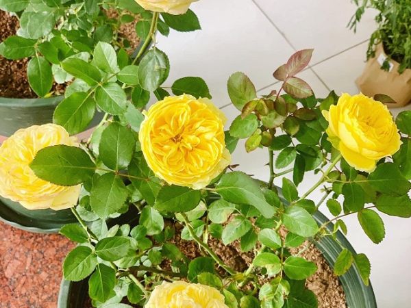 Cách trồng hoa hồng Catalina cho bông to rực rỡ sắc vàng