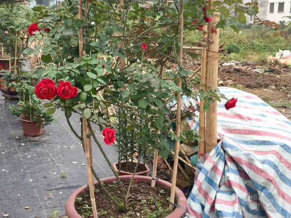 Cách trồng hoa hồng cổ Sơn La cho nhiều chùm nụ ai cũng làm được