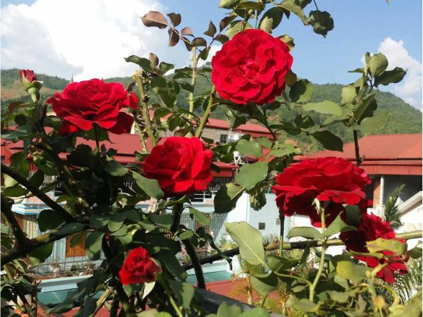 Cách trồng hoa hồng cổ Sơn La cho nhiều chùm nụ ai cũng làm được