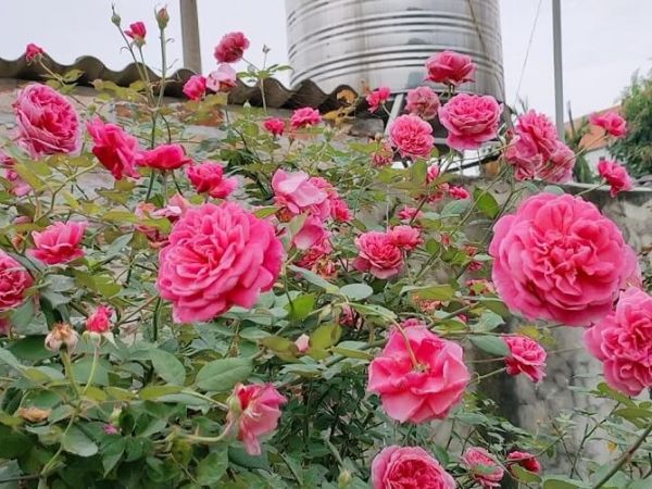 Cách trồng hoa hồng Đà Lạt cho hương thơm ngát, bông to đẹp