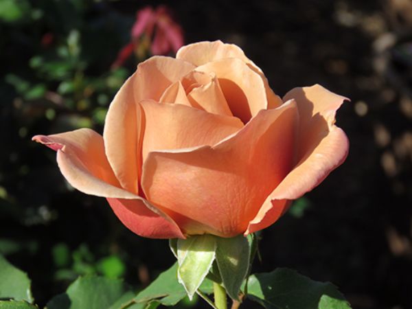 Cách trồng hoa hồng Koko Loko màu cà phê cho ngày luôn tươi mới