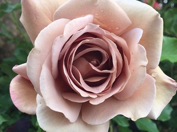 Cách trồng hoa hồng Koko Loko màu cà phê cho ngày luôn tươi mới