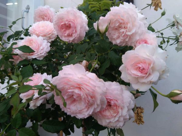 Cách trồng Hoa hồng Misaki Nhật Bản ra bông tươi sắc nhanh và đều