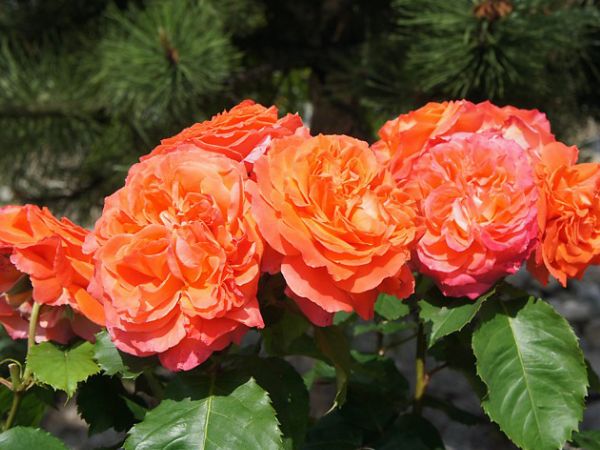 Cách trồng hoa hồng Pháp từ a đến z để cho bông rực rỡ