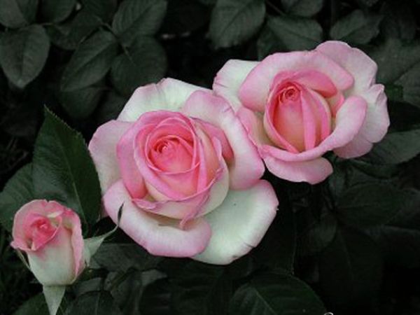 Cách trồng hoa hồng Pháp từ a đến z để cho bông rực rỡ