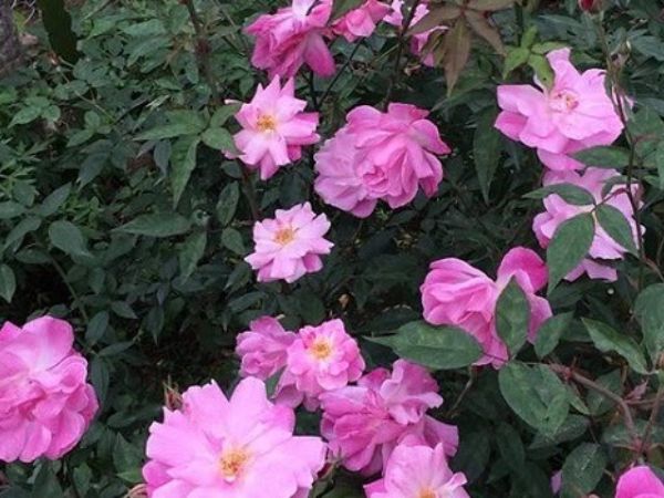 Cách trồng hoa hồng quế ra nhiều chùm, bông khỏe và bung nụ quanh năm