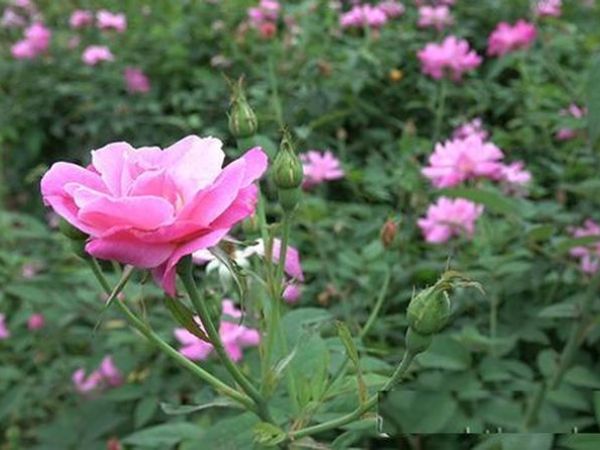 Cách trồng hoa hồng quế ra nhiều chùm, bông khỏe và bung nụ quanh năm