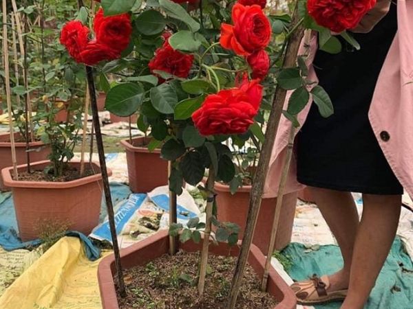 Cách trồng hoa hồng Red Apple cho bông đỏ thẫm lâu tàn