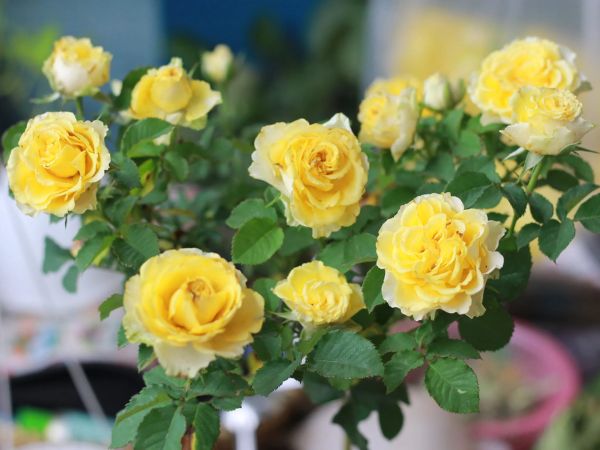Cách trồng hoa hồng Shell rực rỡ sắc vàng và nhiều chồi lộc