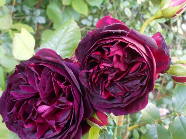 Cách trồng hoa hồng The Prince cho bông to sang chảnh ngay từ lần đầu 
