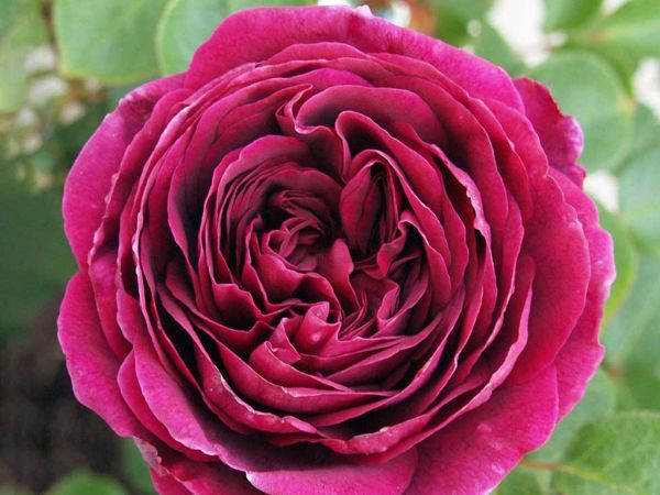 Cách trồng hoa hồng The Prince cho bông to sang chảnh ngay từ lần đầu 