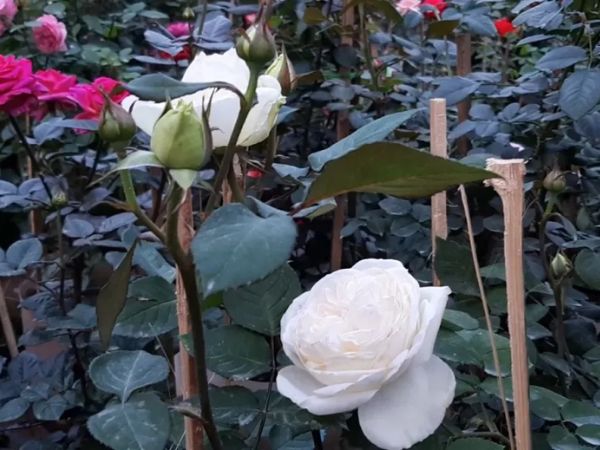 Cách trồng Hoa hồng Wedding rose cho bông đẹp như nàng thiếu nữ