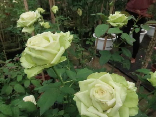 Cách trồng hoa hồng xanh bông to, sống khỏe để vườn luôn ngát hương