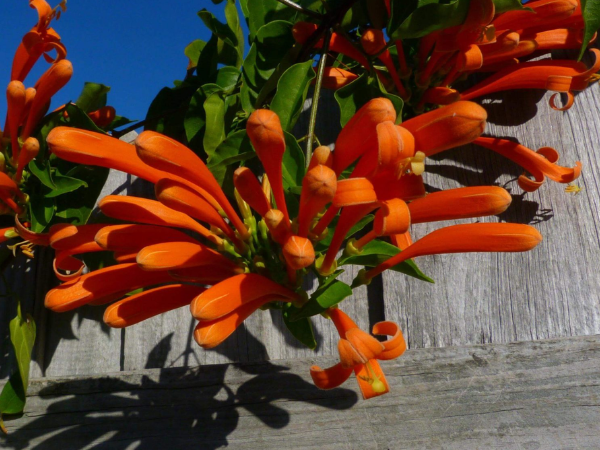 Cách trồng hoa chùm ớt