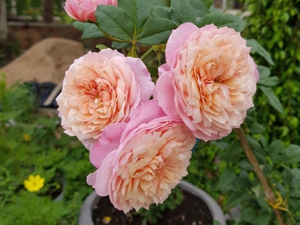 Cách trồng hoa hồng Constance Rose ra bông đẹp lịm tim