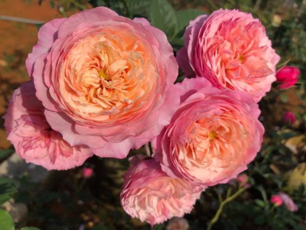Cách trồng hoa hồng Constance Rose ra bông đẹp lịm tim