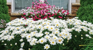 Cách trồng hoa cúc chi trắng